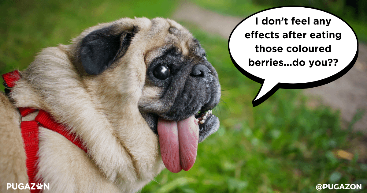 Signs of Allergy Symptoms in Pugs