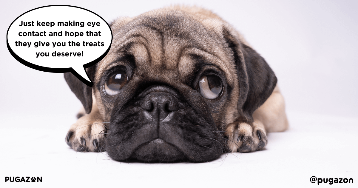 Overfeeding and Excessive Treats with pugs