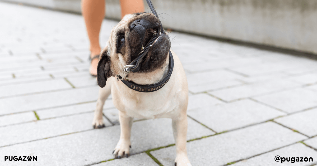 pug eating his leash on a walk