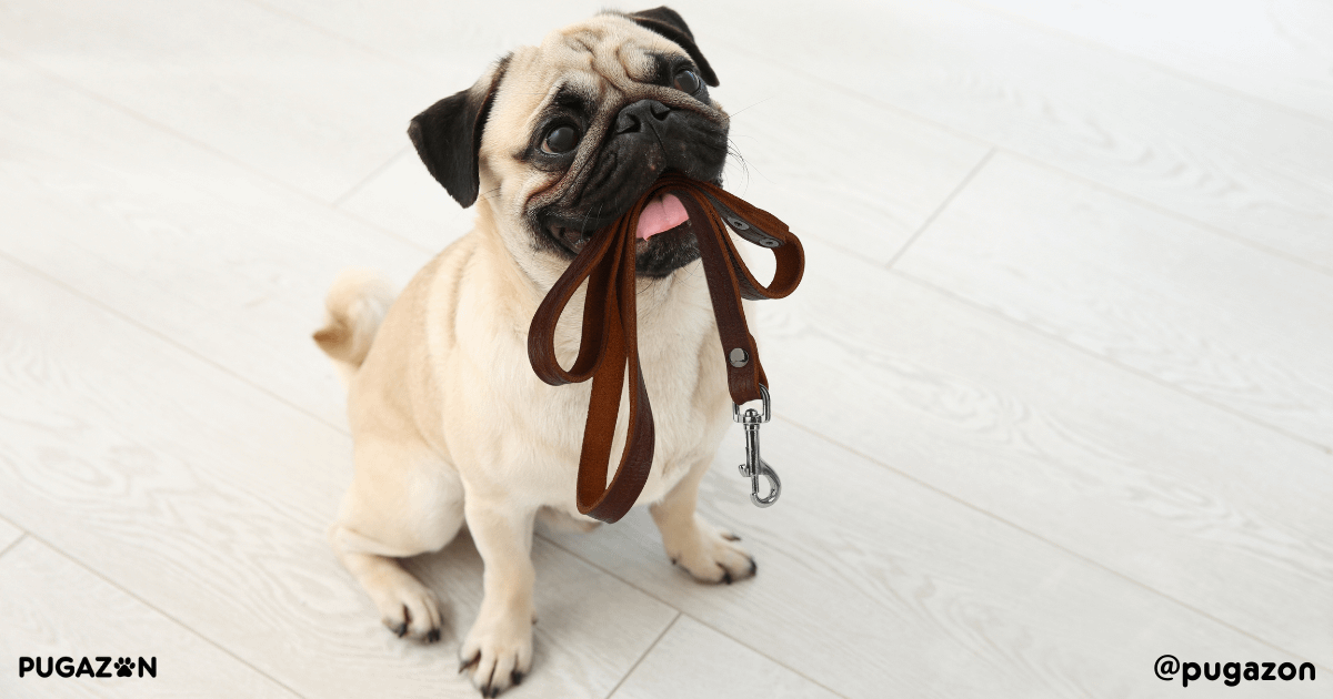 pug waiting to be taken for a walk