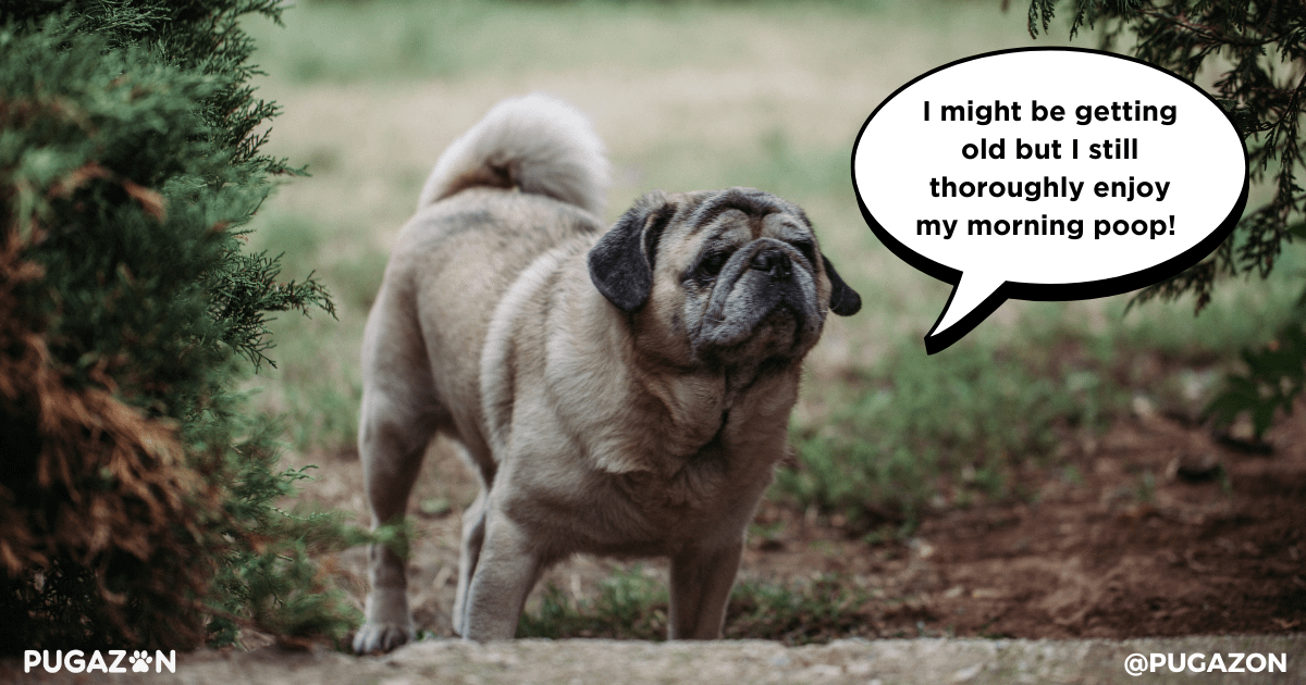 potty training tips for older pugs