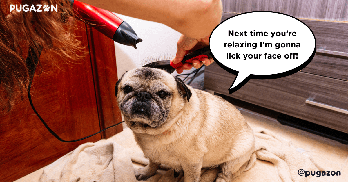 pug care tips handling shedding