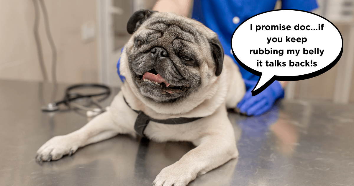 pug care tips regular veterinary check ups