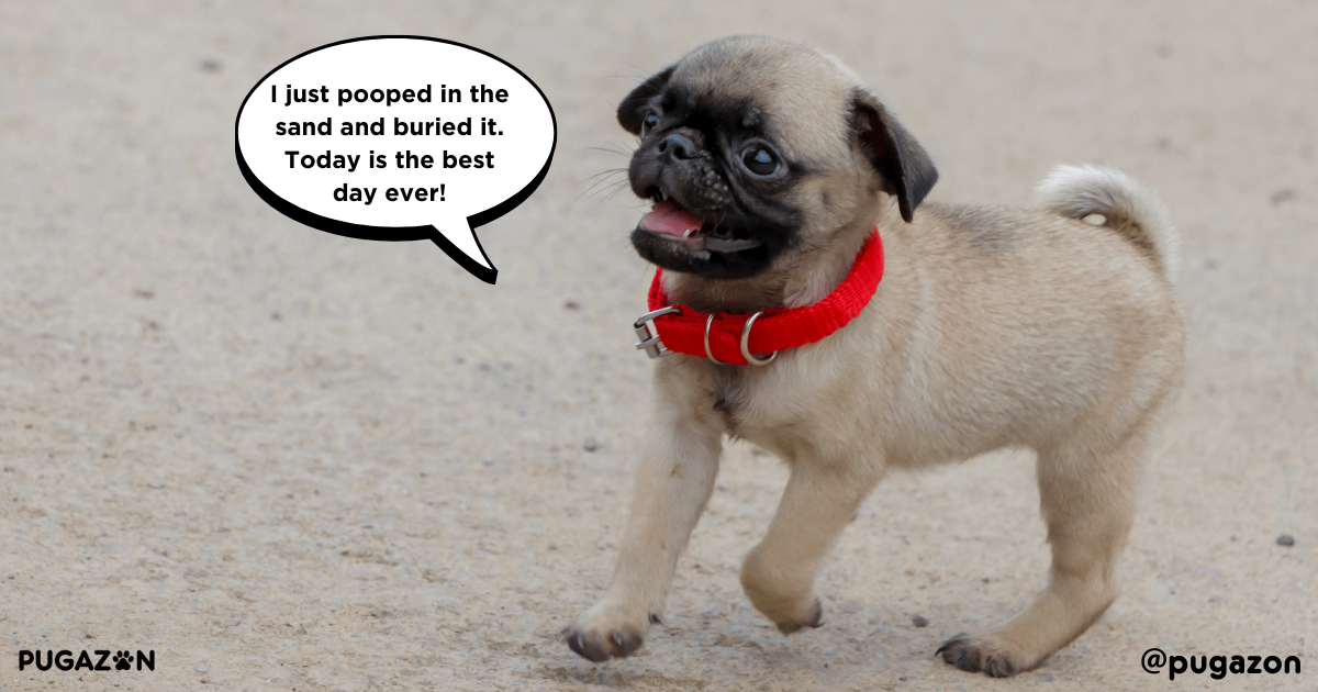 Why Potty Training a Pug Can Be Challenging