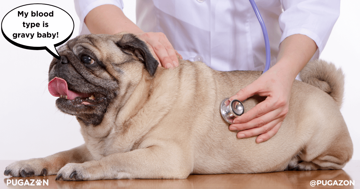 Medical Interventions for Obesity in Pugs
