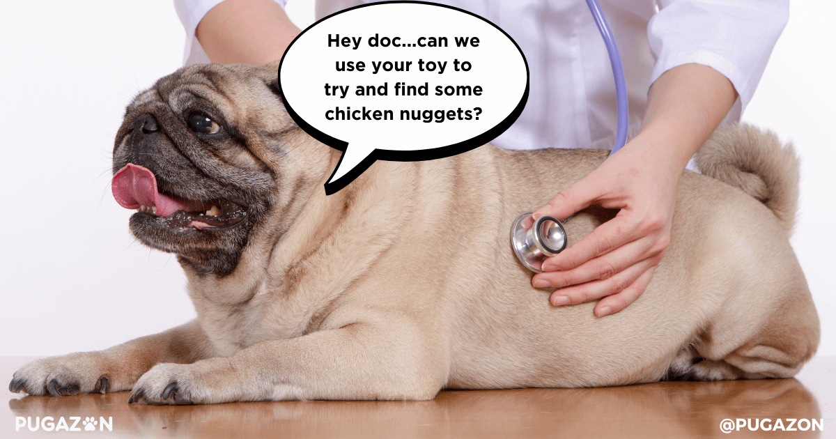 Common Mistakes in Managing Pug Allergies