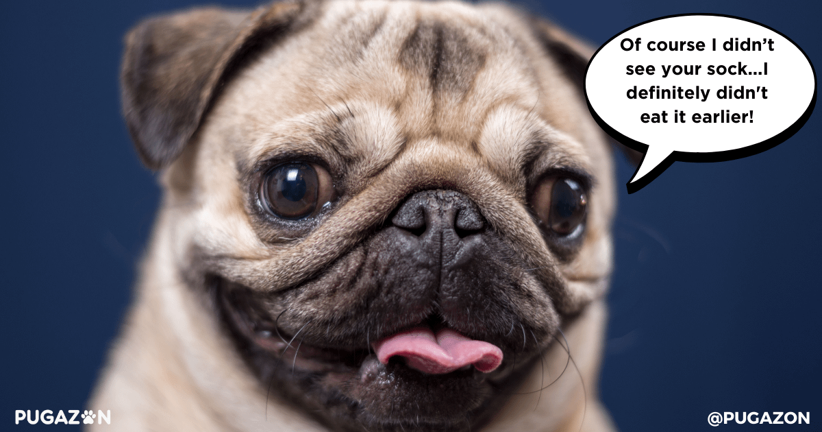 pug care tips proofing your home