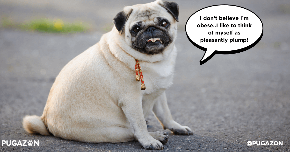 Managing Pug Obesity and Joint Issues