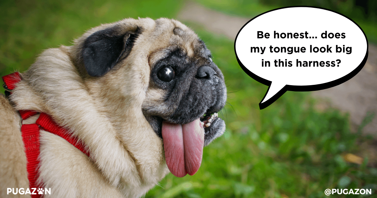 Why Proactive Care is Vital for Pug Health