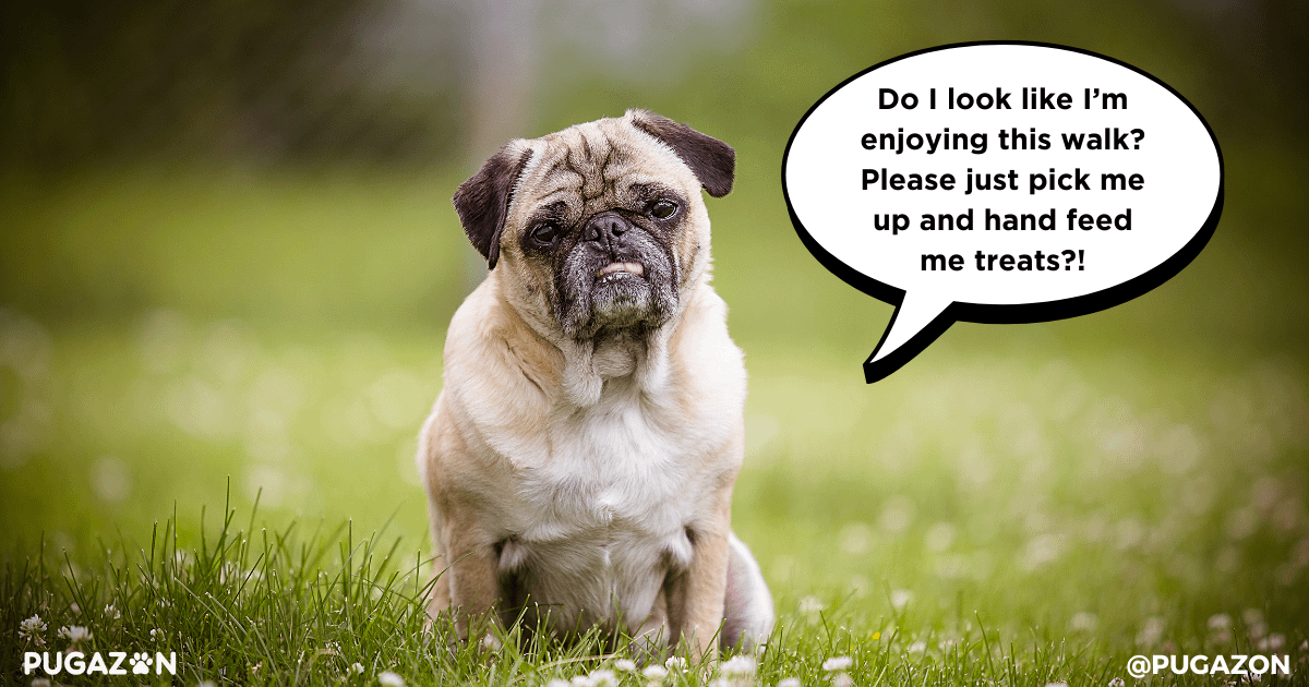 exercise for senior pugs