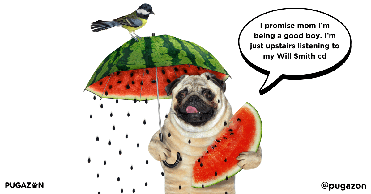 Understanding Pug behaviour