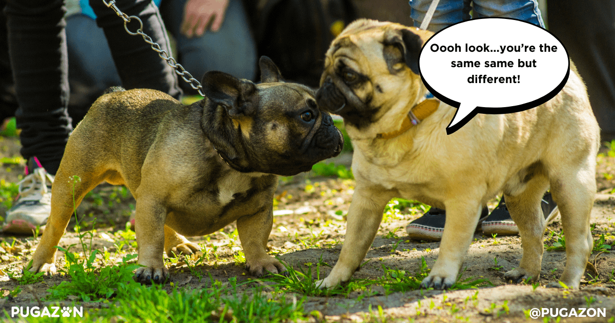 training pugs for specific situations