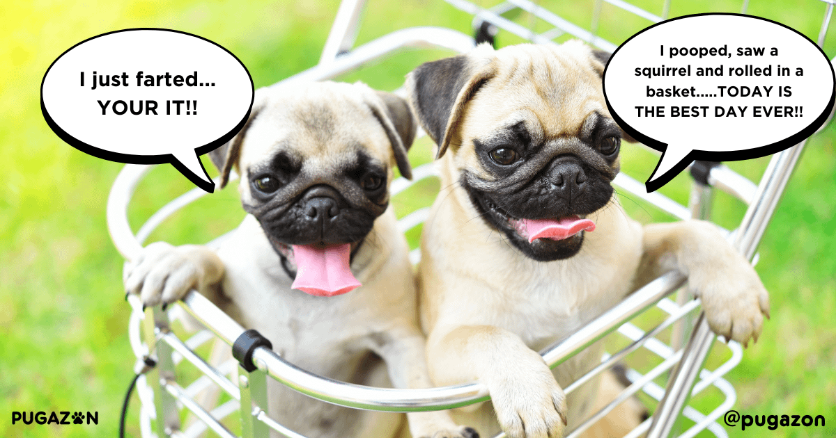 pug pupping training tips