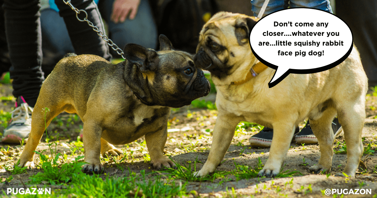 training a pug for socialising with other dogs