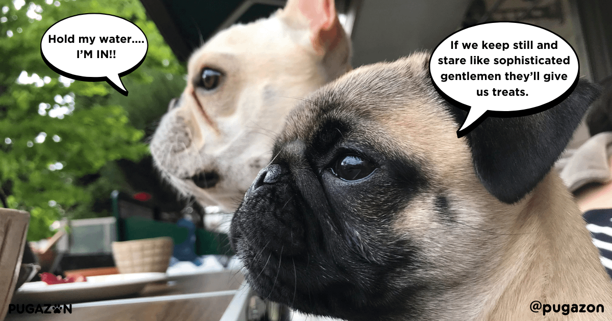 Pug Behavior Training for Multi-Pet Households