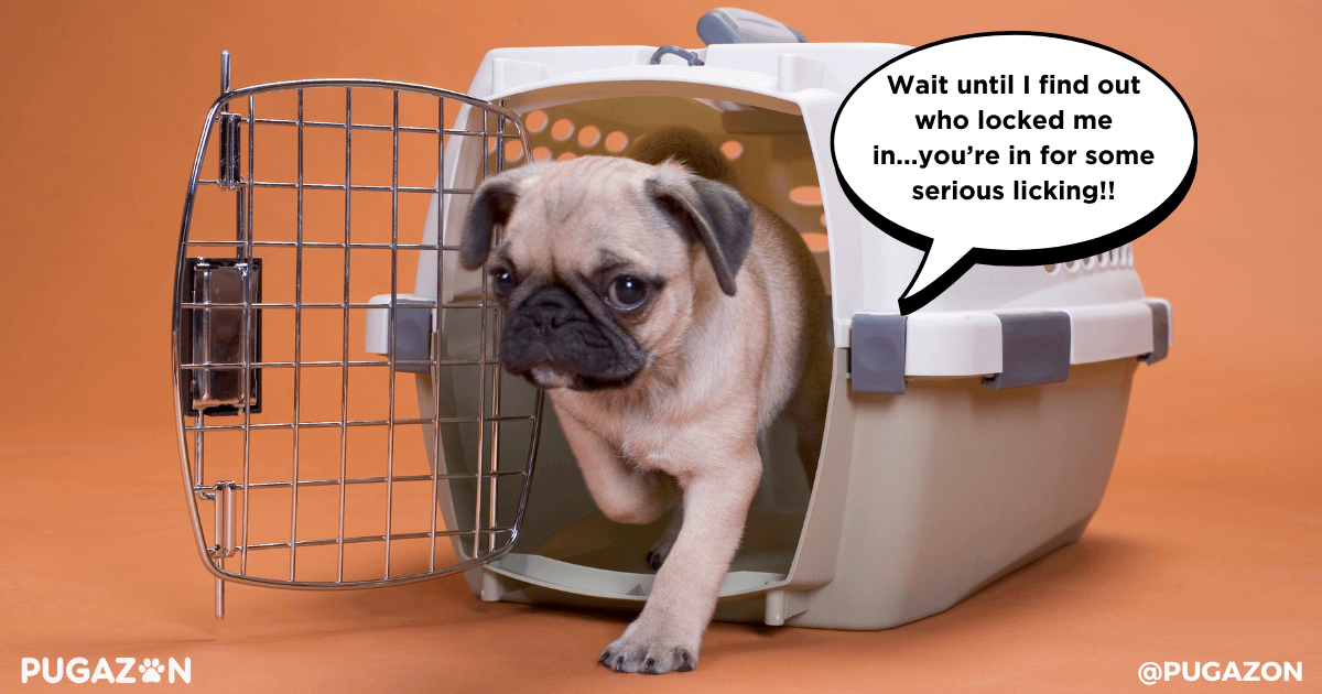 Using Crate Training to Manage Stubborn pugs