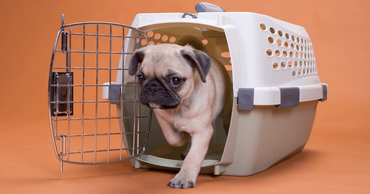 Pug Crate Training