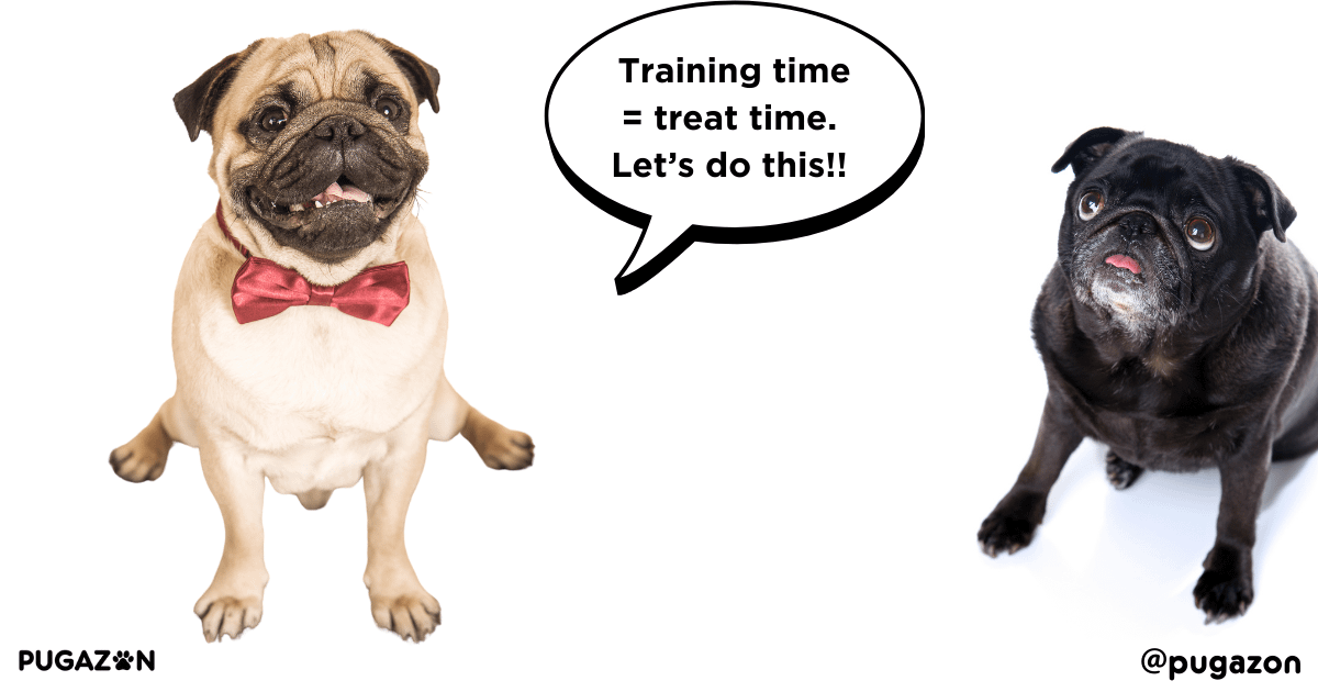 training and behaviour commands for pug care