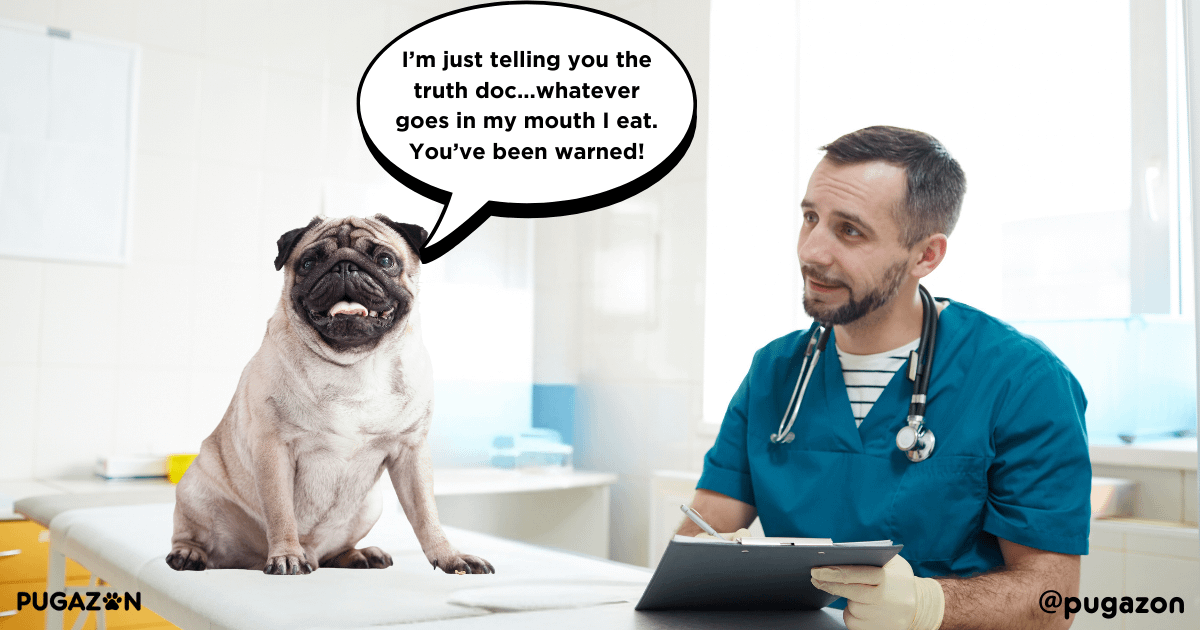 Dental Care tips for Pugs