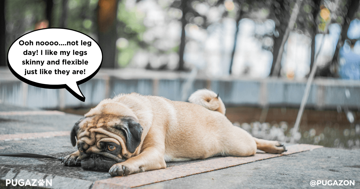 pug care tips regular exercise