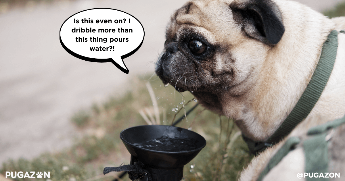 pug care tips water hydration