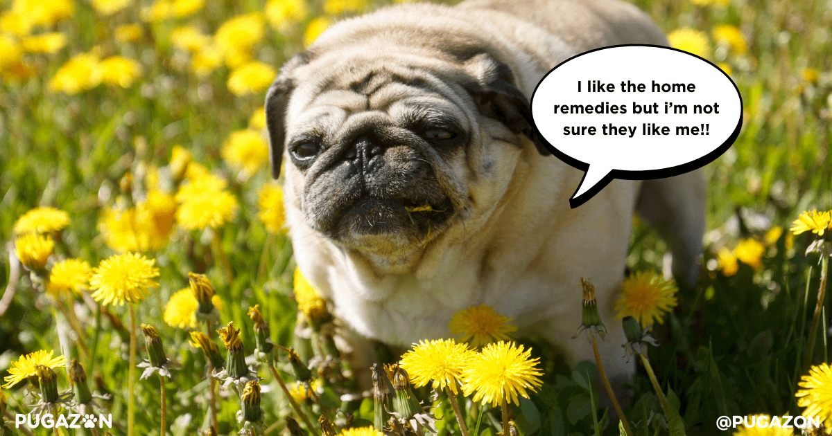 pug care tips home remedies