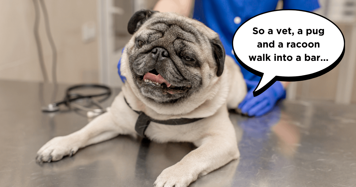 pug care tips pug specific vetinarian