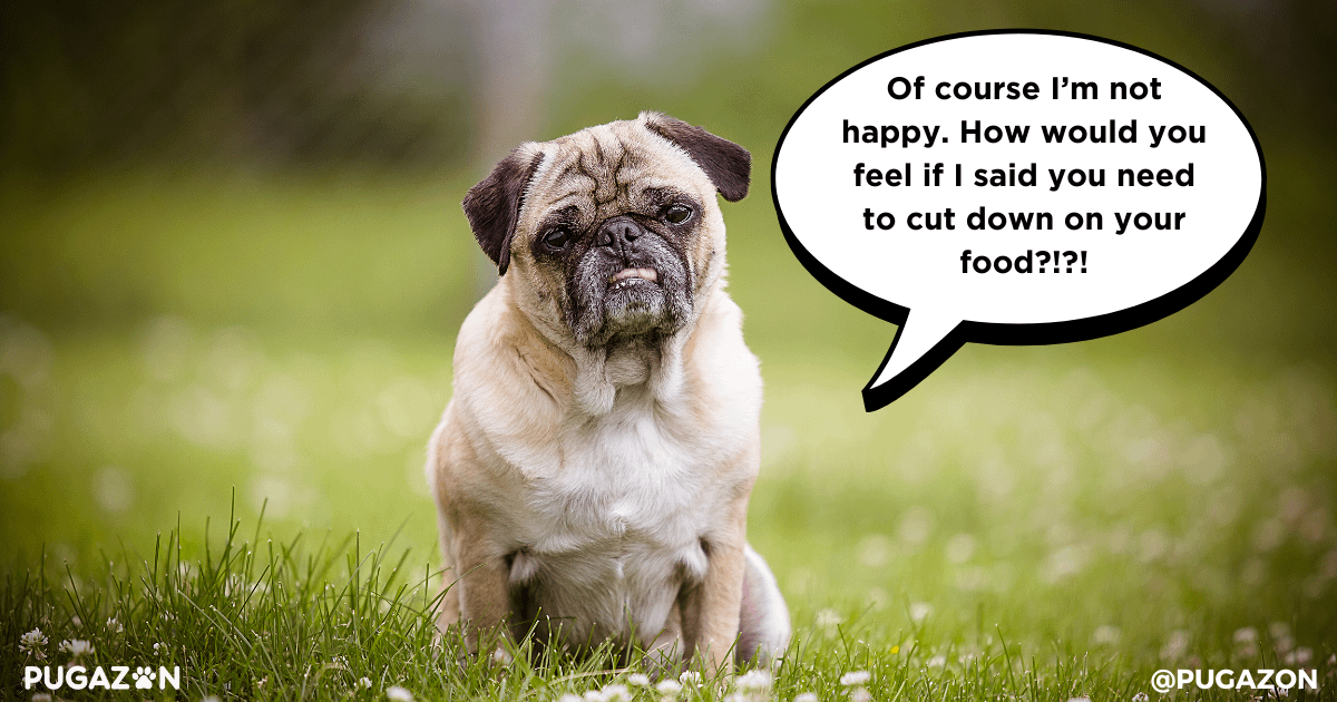 pug care tips monitoring your pugs weight