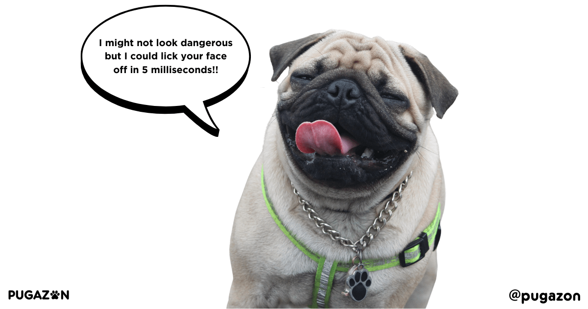 Training Pugs to Reduce Aggression or Reactivity