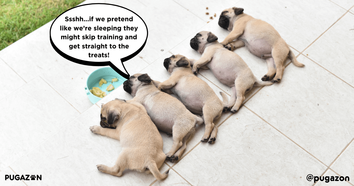 common mistakes in pug training