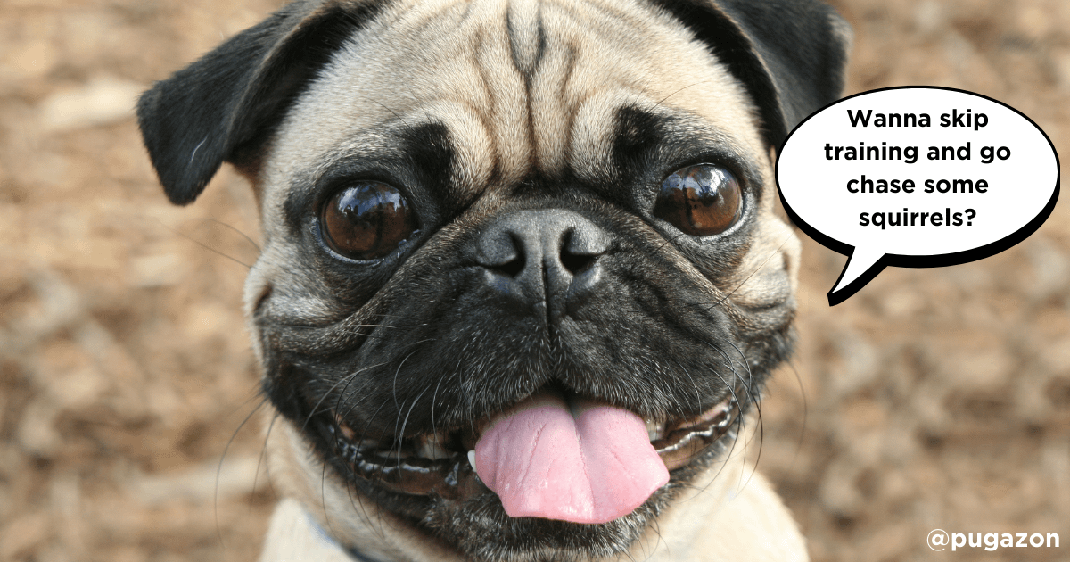 common pug training mistakes and how to avoid them