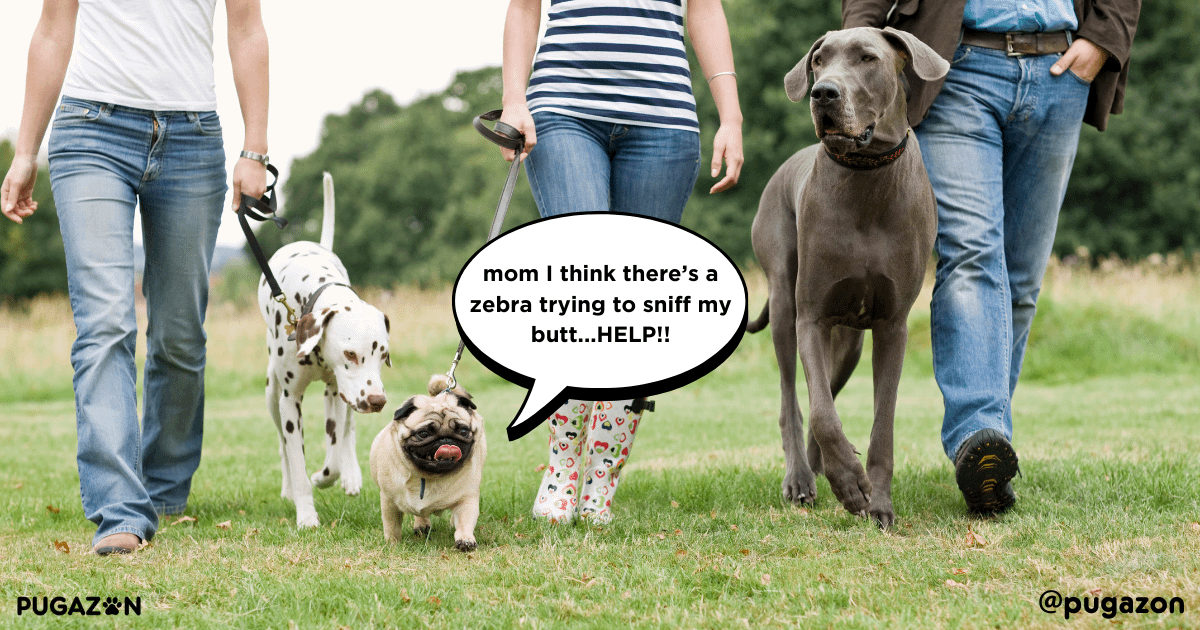 socialising pugs with other dogs and pets