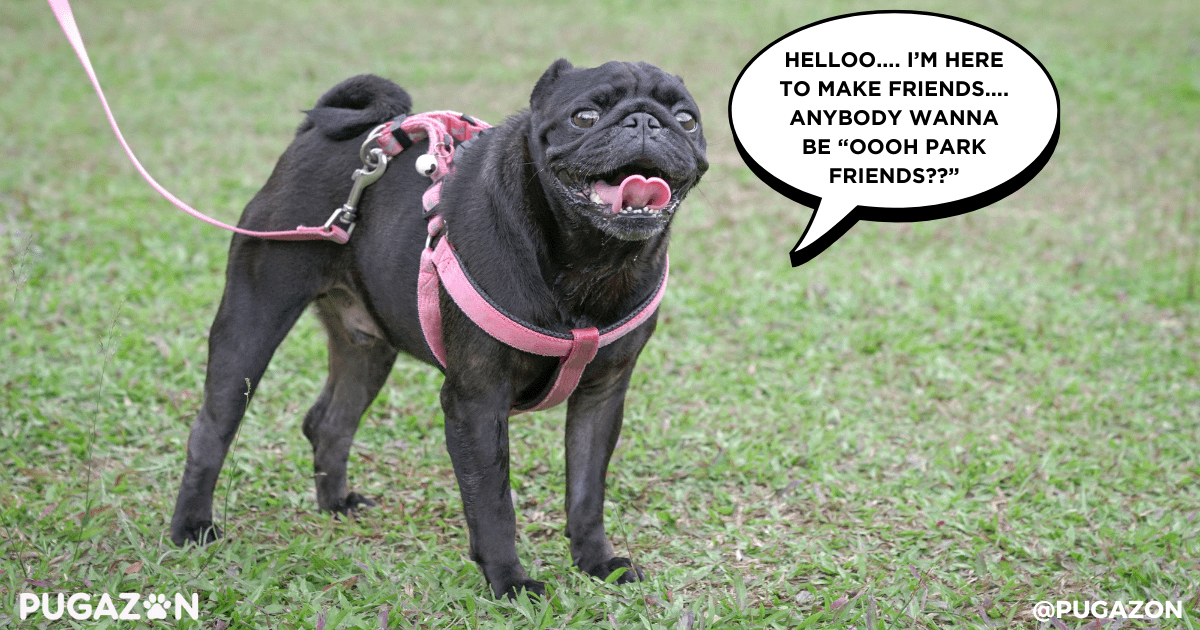 why pug socialisation is important