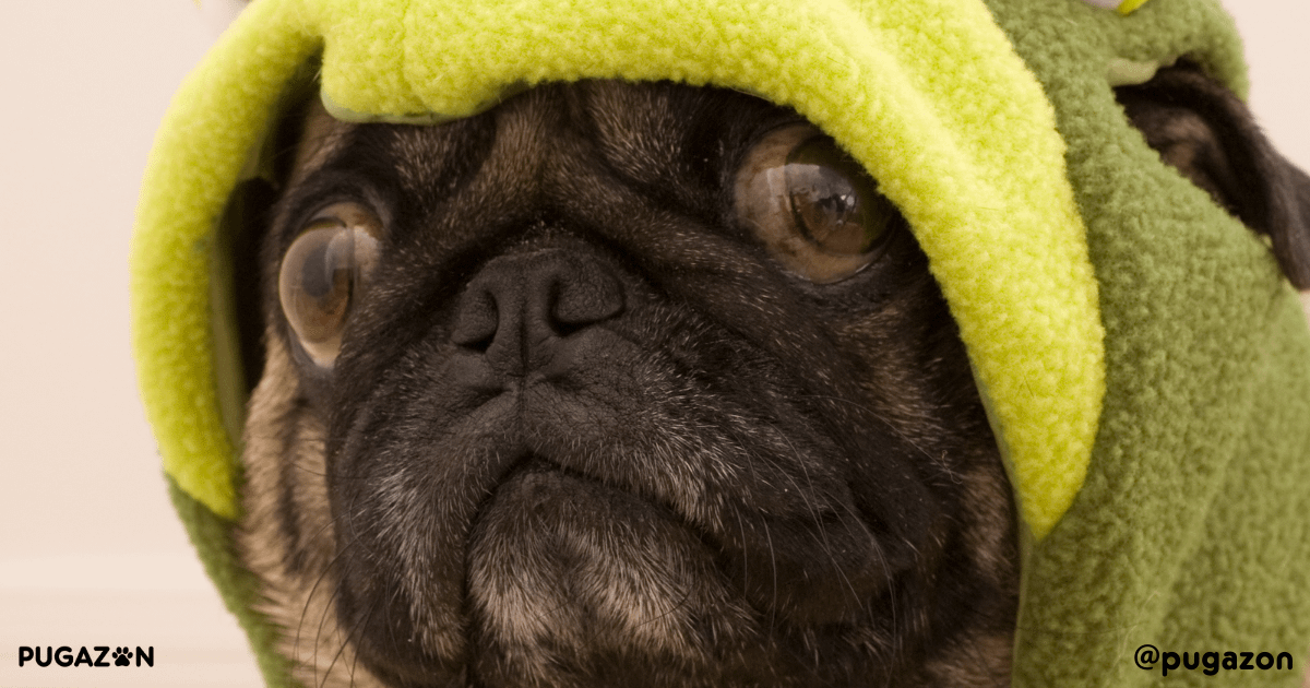 understanding pug behaviour