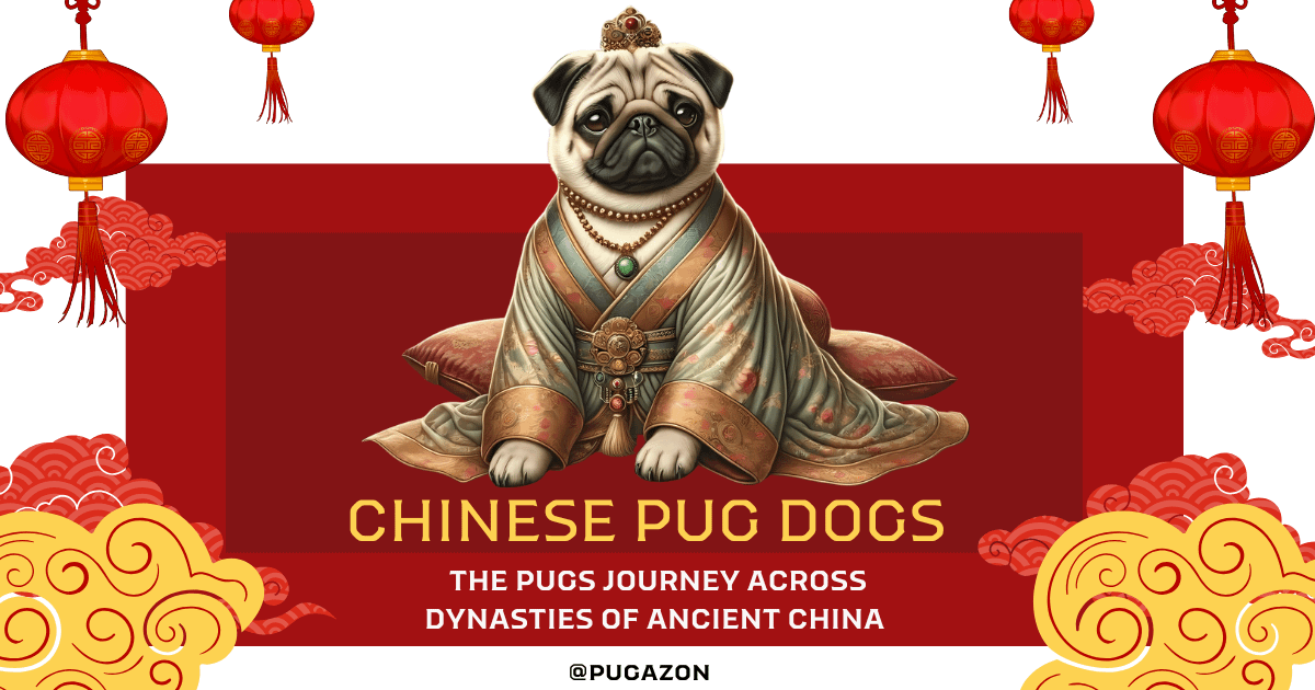 Chinese Pug Dogs