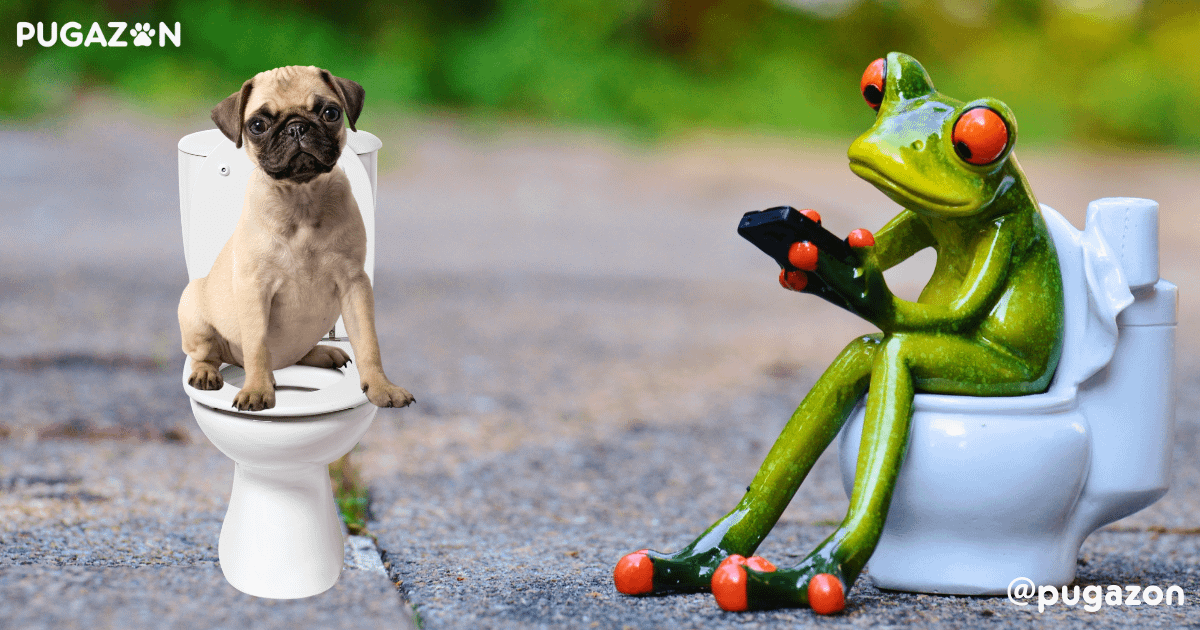 Potty Training Your Pug