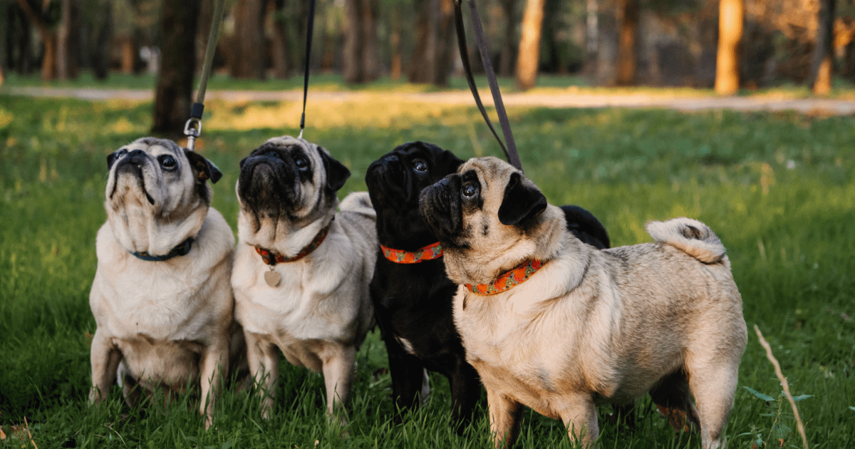 Pug Leash Training