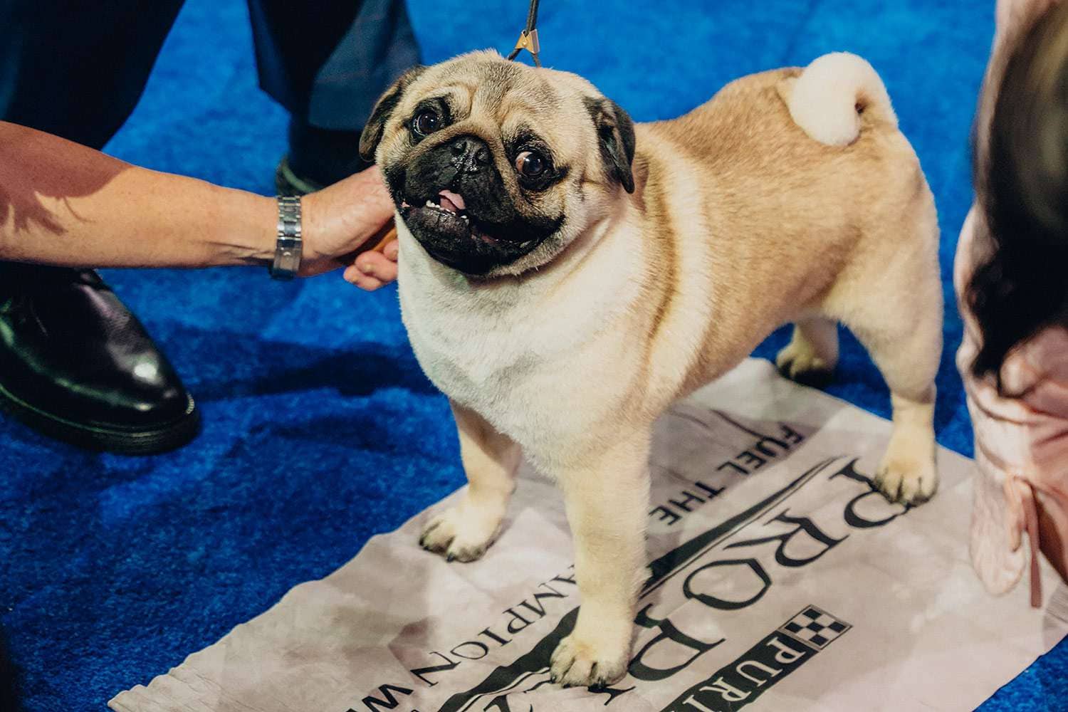 Vito the pug at the national dog show