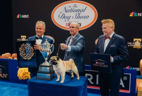 Vito the pug on stage at the national dog show