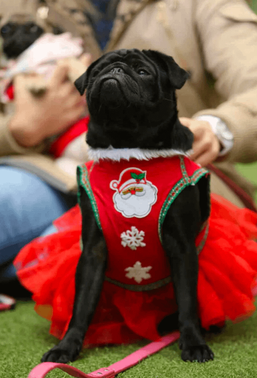 funny pug dressed in a costume