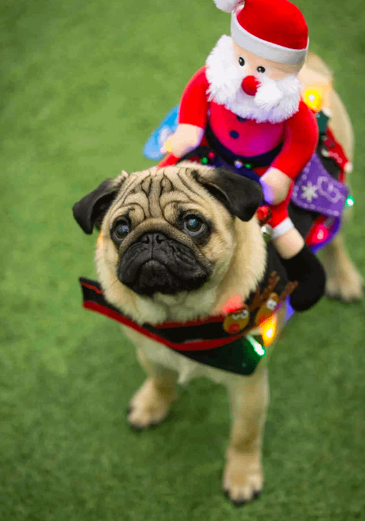 Christmas-Pugfest-Cardiff-pugs-in-costumes