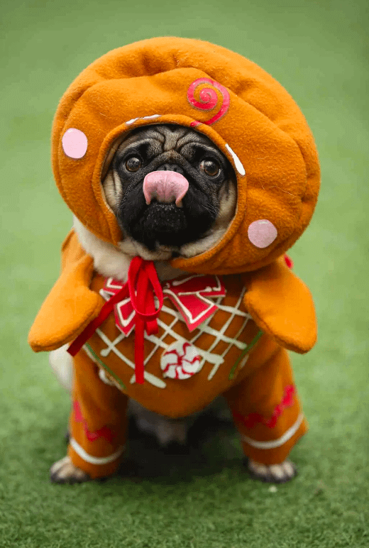 Christmas Pugfest Cardiff