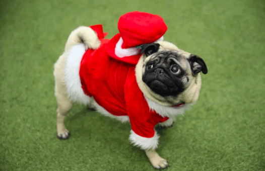 pug in a santa outfit for christmas