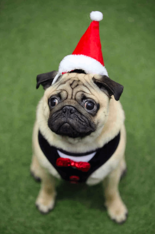 pug with a santa hat