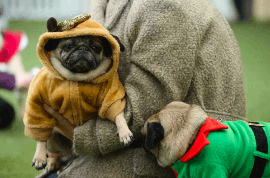 pug inn a christmas costume 