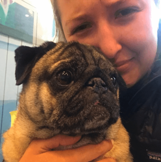 Otis-the-stolen-pug-found-safe