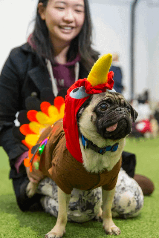 pug dressed as a christmas turkey 