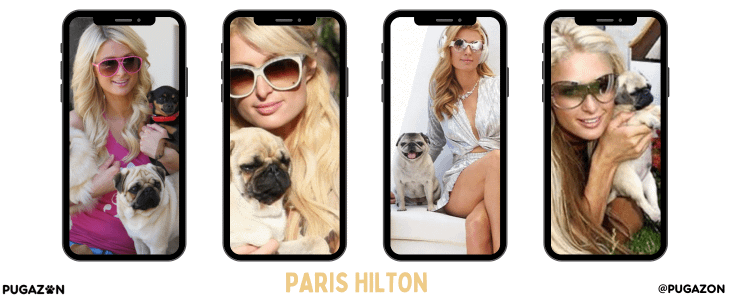 pugs in 20th century culture with celebrities like Paris Hilton