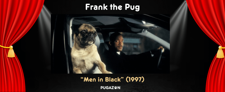 frank the pug was the most popular famous pug in films and cinema