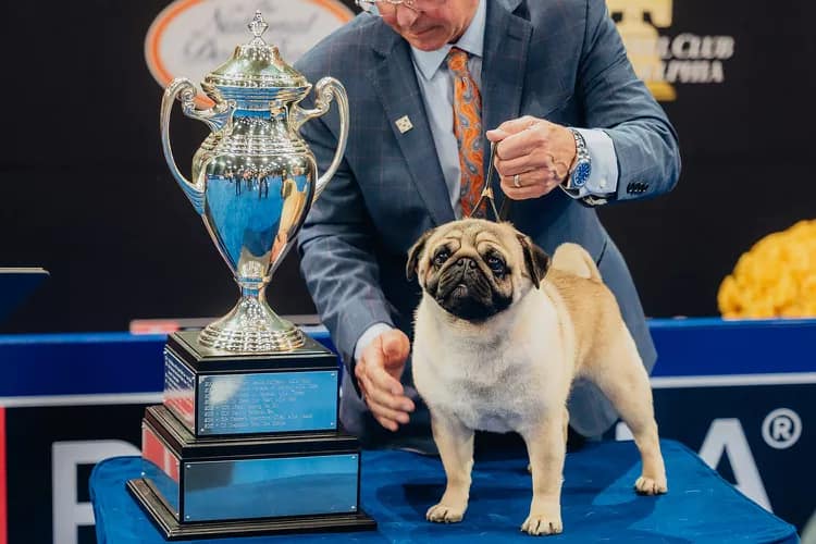 Vito the pug with a first place trophy at the national dog show